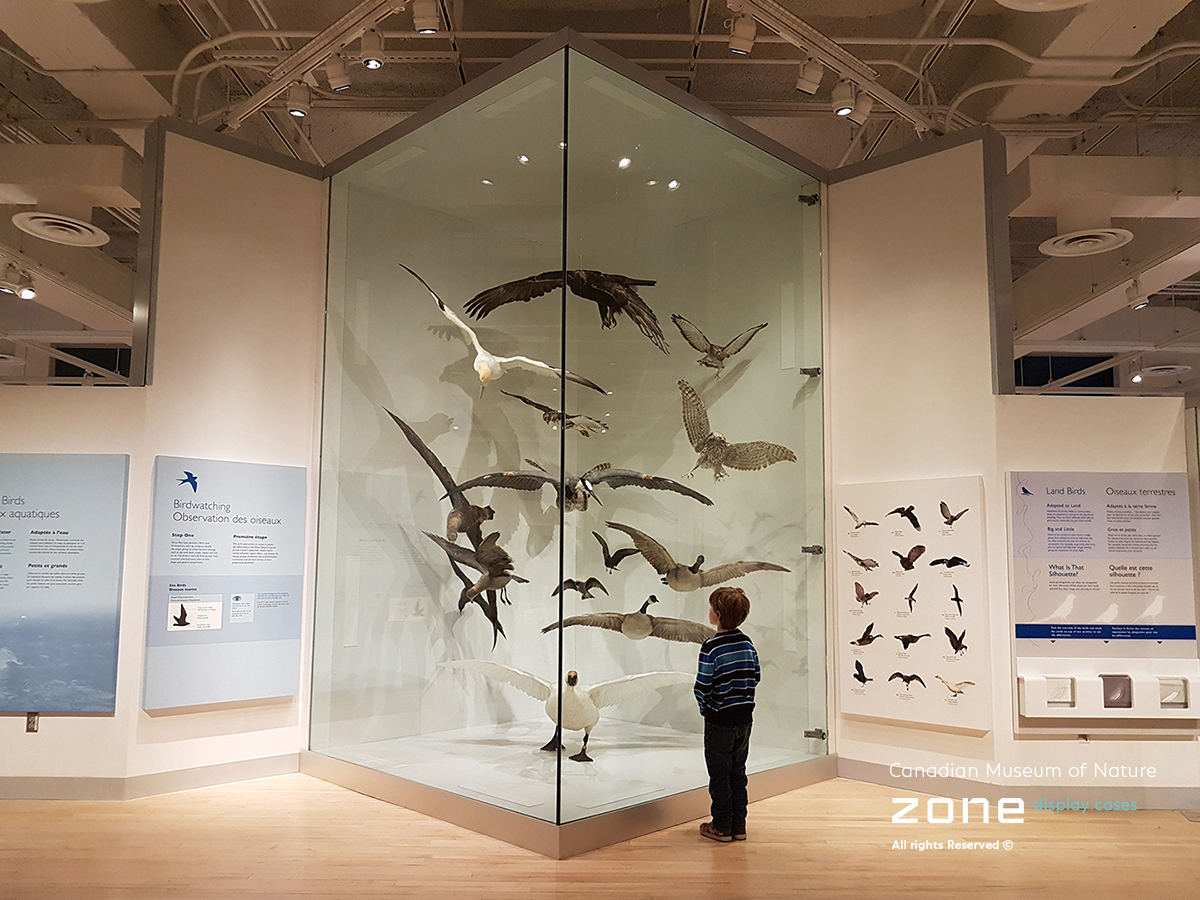 Museum Display Cases - Canadian Museum of Nature | Display Cases